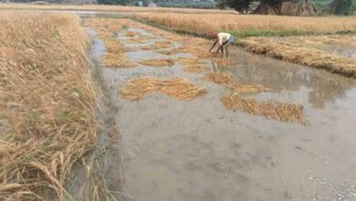 बालोद में फसलों पर माहू का हमला, किसानों की मेहनत पर फिरा पानी