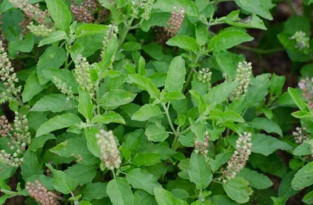 तुलसी के पास भूलकर भी न रखें ये चीज, वरना चली जाएगी घर की लक्ष्मी! तुलसी के पास भूलकर भी न रखें ये चीज, वरना चली जाएगी घर की लक्ष्मी!