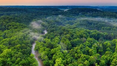 भारत का वन क्षेत्र एक दशक में 1.91 हेक्टेयर बढ़ा, एशिया में सबसे तेज विस्तार; FAO रिपोर्ट में विश्व में 9वें स्थान पर