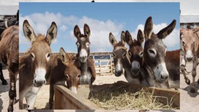 चीन के कारण मध्य प्रदेश के 9 जिलों से गायब हुए गधे, चिंता बढ़ी