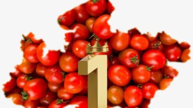 टमाटर उत्पादन में देश में नंबर-1 है मध्यप्रदेश