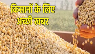 मध्य प्रदेश भावांतर योजना में 14727 किसानों से 25999 टन सोयाबीन खरीदी, जनवरी तक जारी