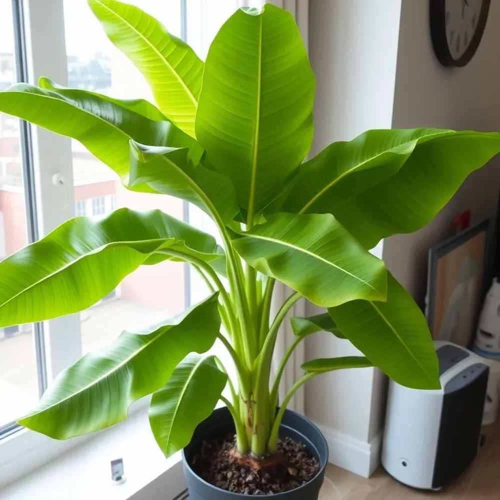 वास्तु शास्त्र: जानिए केले का पेड़ किस दिशा में लगाने से आती है खुशहाली और धन की वर्षा