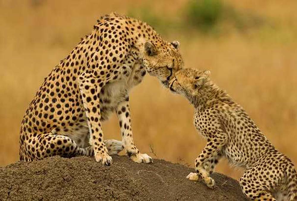 कूनो नेशनल पार्क में 1 अक्टूबर से शुरू होगी चीता सफारी, खुले जंगल में देख सकेंगे 16 चीते कूनो नेशनल पार्क में 1 अक्टूबर से शुरू होगी चीता सफारी, खुले जंगल में देख सकेंगे 16 चीते