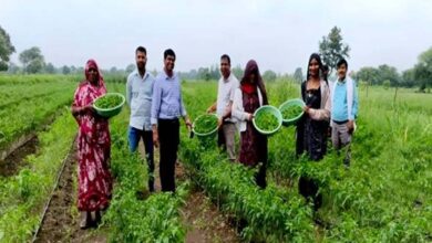 मध्यप्रदेश में क्लस्टर आधारित सब्जी उत्पादन से बदली किसानों की किस्मत, 14 जिलों में 3000 लाभार्थी मध्यप्रदेश में क्लस्टर आधारित सब्जी उत्पादन से बदली किसानों की किस्मत, 14 जिलों में 3000 लाभार्थी