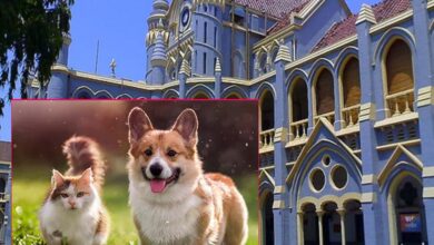 जबलपुर हाईकोर्ट का स्पष्ट निर्देश: सरकारी आवास पालतू जानवरों के लिए नहीं, केवल परिवार के लिए