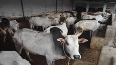 मध्य प्रदेश में एक लाख परिवारों तक पहुंचेगा ‘मैत्री’, जानें पशुपालन कैसे बन सकता है आय का जरिया