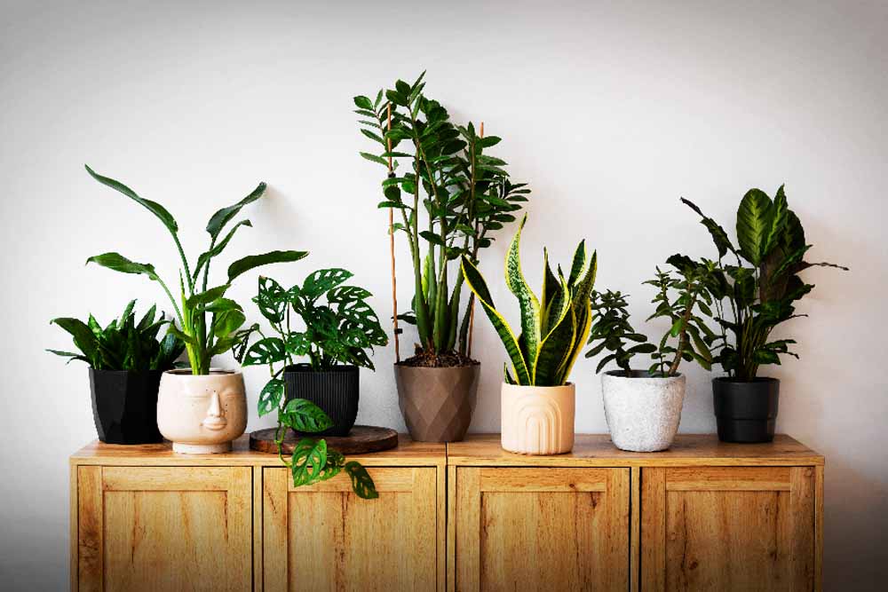 वास्तु के अनुसार लगाएँ ये पौधे, मिलेगी समृद्धि और सकारात्मक ऊर्जा वास्तु के अनुसार लगाएँ ये पौधे, मिलेगी समृद्धि और सकारात्मक ऊर्जा