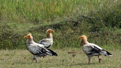 कोपरा जलाशय को मिलेगा रामसर स्थल का दर्जा कोपरा जलाशय को मिलेगा रामसर स्थल का दर्जा