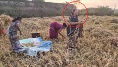 बलरामपुर-रामानुजगंज में धान कटाई: कृषि मंत्री राम विचार नेताम की पत्नी भी उतरीं खेत में, ग्रामीणों में बढ़ा उत्साह