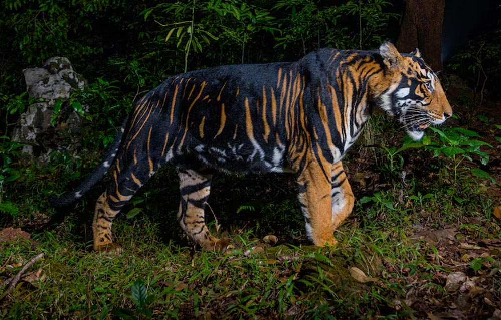 इंदौर जू में नए साल में आएगा ब्लैक टाइगर, मेलानिस्टिक और व्हाइट टाइगर की मेटिंग से उम्मीद