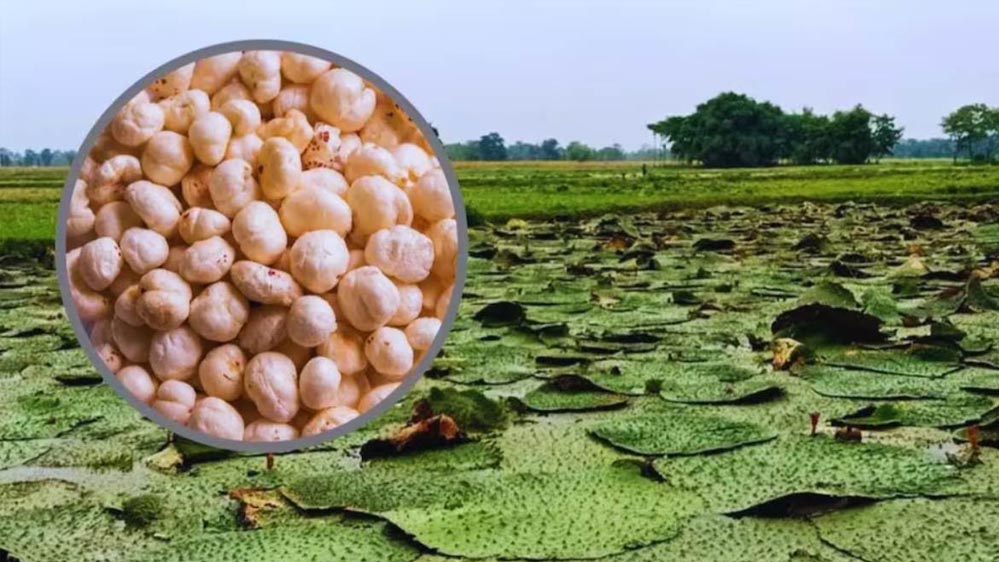 बिहार मॉडल पर मध्यप्रदेश में मखाना खेती, 4 जिलों में शुरू होगा पायलट प्रोजेक्ट बिहार मॉडल पर मध्यप्रदेश में मखाना खेती, 4 जिलों में शुरू होगा पायलट प्रोजेक्ट
