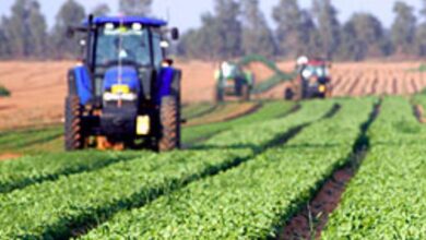 विशेष आर्टिकल- उत्तर प्रदेश में कृषि क्षेत्र का स्वर्णिम उत्थान: योगी सरकार की उपलब्धियां और किसानों की प्रेरक सफलता कहानियां