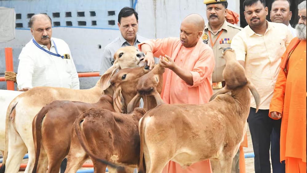 विशेष आर्टिकल- साहीवाल गाय नस्ल: उत्तर प्रदेश की डेयरी क्रांति की रानी – विशेषताएं, लाभ और योगी सरकार की योजनाओं में योगदान विशेष आर्टिकल- साहीवाल गाय नस्ल: उत्तर प्रदेश की डेयरी क्रांति की रानी – विशेषताएं, लाभ और योगी सरकार की योजनाओं में योगदान