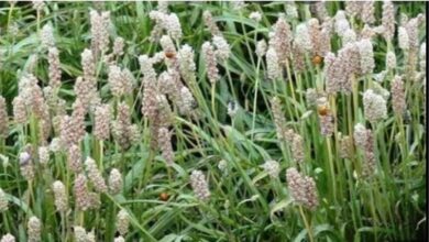 मध्यप्रदेश देश में अग्रणी: 46 हजार हेक्टेयर से अधिक क्षेत्र में उगती ईसबगोल और अश्वगंधा