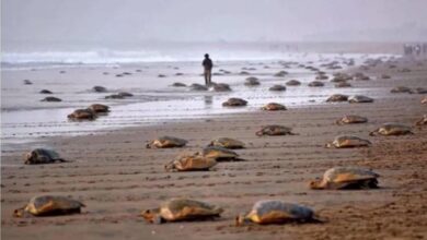 कछुओं की सुरक्षा के लिए बड़ा फैसला: ओडिशा में 7 महीने तक मछली पकड़ने पर रोक, 11 हजार परिवारों को ₹15,000 की राहत