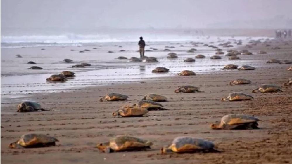 कछुओं की सुरक्षा के लिए बड़ा फैसला: ओडिशा में 7 महीने तक मछली पकड़ने पर रोक, 11 हजार परिवारों को ₹15,000 की राहत