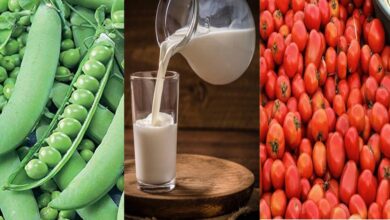 मध्य प्रदेश कृषि में अव्वल: टमाटर में पहला, मटर में दूसरा स्थान; दुग्ध उत्पादन 20% बढ़ाने का लक्ष्य