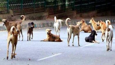 कर्नाटक सरकार का बड़ा फैसला: कुत्ते के काटने से मौत पर परिवार को 5 लाख, चोट-निशान पर 5 हजार रुपये मुआवजा