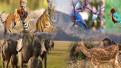 छत्तीसगढ़ में जल्द लागू होगी योजना, लोग अब वन्य प्राणियों को गोद ले सकेंगे