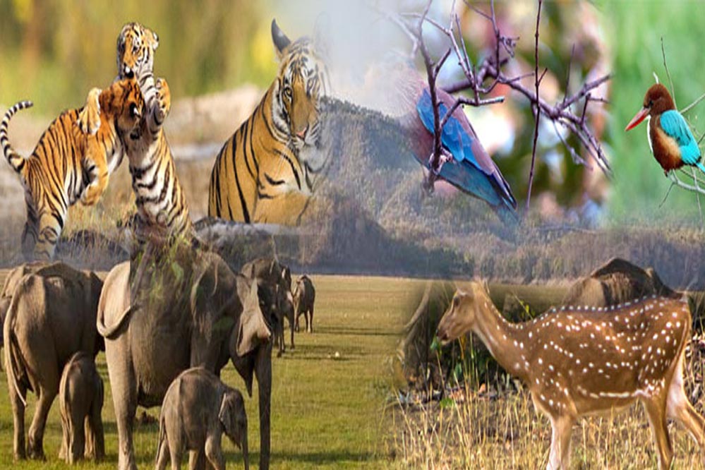 छत्तीसगढ़ में जल्द लागू होगी योजना, लोग अब वन्य प्राणियों को गोद ले सकेंगे