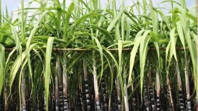 प्रदेश की 21 चीनी मिलों ने शुरू किया गन्ना पेराई कार्य