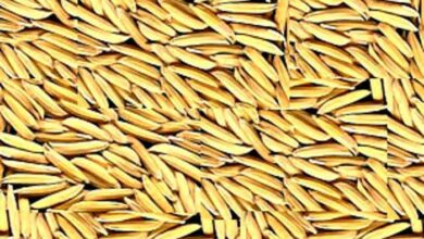 गौरेला पेंड्रा मरवाही : किसानों की सुविधा और उपार्जित धान के समुचित रख रखाव हेतु धान खरीदी केंद्र बंशीताल का स्थान परिवर्तित कर करगीकला किया गया