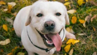 समुद्र किनारे खोया कुत्ता 1500 किमी दूर मिला, 3 महीने बाद मालकिन की तड़प हुई खत्म