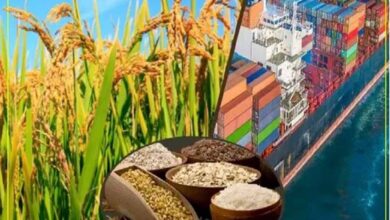 मध्यप्रदेश बना भारत का फूड-बास्केट, कृषि विकास में रचा नया इतिहास