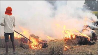 सख्ती बेअसर! इस साल पराली जलाने के मामले बढ़े, कई जिले टॉप लिस्ट में