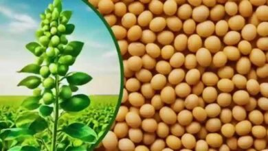 भावांतर योजना में सोयाबीन का मॉडल रेट बढ़कर हुआ 4263 रुपए भावांतर योजना में सोयाबीन का मॉडल रेट बढ़कर हुआ 4263 रुपए