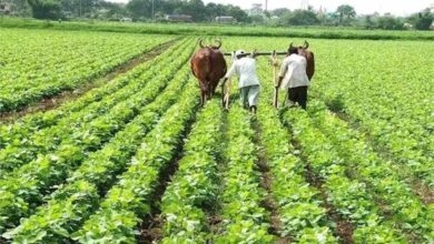 बीज से बाजार तक : यूपी की कृषि नीति किसानों की आय बढ़ाने और ग्रामीण अर्थव्यवस्था को मजबूत बनाने का नया मॉडल बीज से बाजार तक : यूपी की कृषि नीति किसानों की आय बढ़ाने और ग्रामीण अर्थव्यवस्था को मजबूत बनाने का नया मॉडल