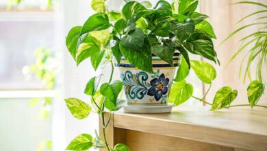 मनी प्लांट नहीं दे रहा फायदा? जानें आपकी कौन-सी गलतियां बिगाड़ रही हैं असर