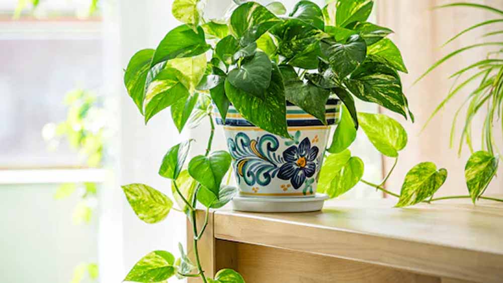 मनी प्लांट नहीं दे रहा फायदा? जानें आपकी कौन-सी गलतियां बिगाड़ रही हैं असर मनी प्लांट नहीं दे रहा फायदा? जानें आपकी कौन-सी गलतियां बिगाड़ रही हैं असर