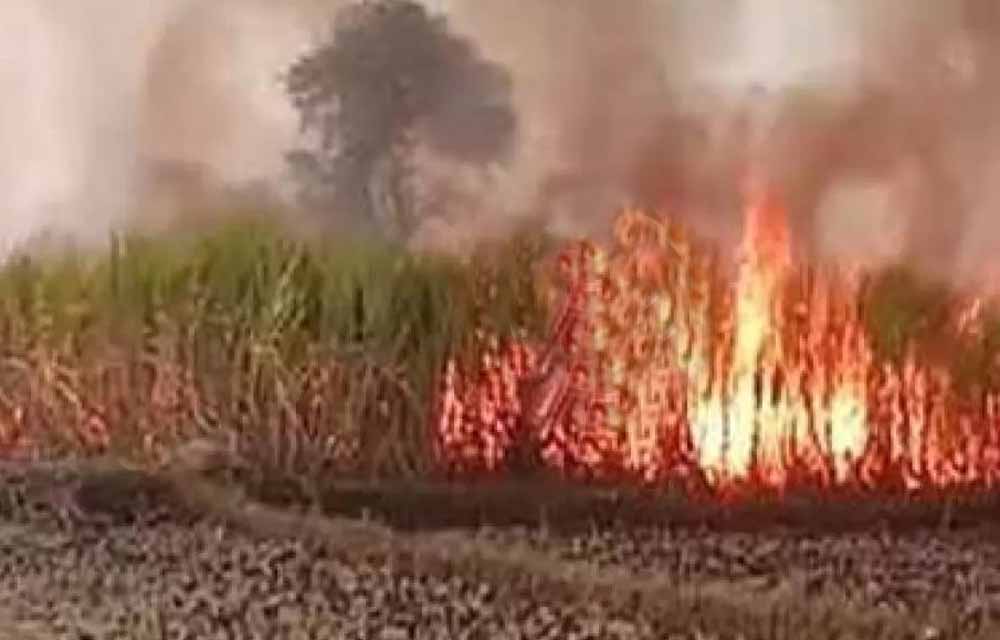 गन्ने के खेत में भीषण आग: 7 एकड़ फसल राख, ग्रामीणों ने संभाला मोर्चा