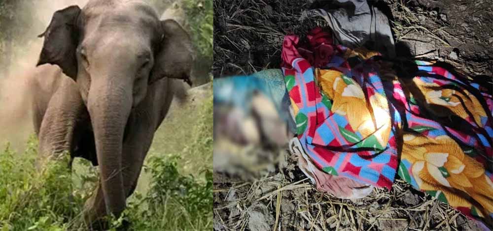 कोरबा : हाथी का कहर, 80 वर्षीय महिला की मौत, मां-बेटी में हड़कंप