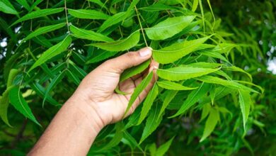 नीम की पत्तियां रोज सुबह खाली पेट खाने से शरीर को मिलेंगे 9 बड़े लाभ