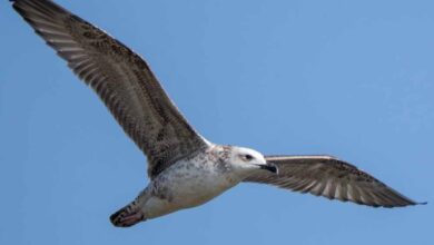 5 साल बाद रूसे जलाशय में दिखी दुर्लभ Steppe Gull, मध्य भारत की जैव विविधता के लिए शुभ संकेत