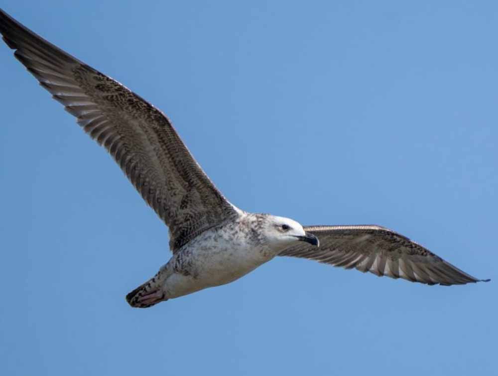 5 साल बाद रूसे जलाशय में दिखी दुर्लभ Steppe Gull, मध्य भारत की जैव विविधता के लिए शुभ संकेत