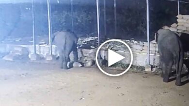 धान खरीदी केंद्र में हाथियों का आतंक, रातभर में 15 बोरी धान बरबाद