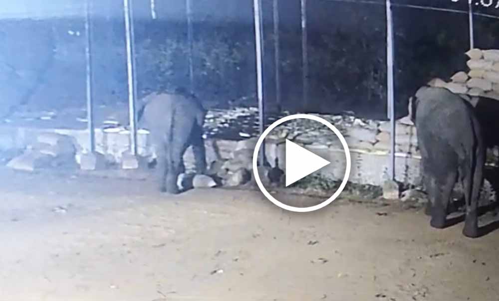 धान खरीदी केंद्र में हाथियों का आतंक, रातभर में 15 बोरी धान बरबाद धान खरीदी केंद्र में हाथियों का आतंक, रातभर में 15 बोरी धान बरबाद