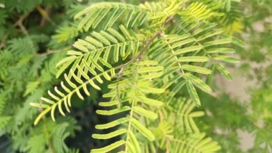 Vastu Tips: घर की इस दिशा में शमी का पौधा लगाने से बरसेगी सुख-समृद्धि Vastu Tips: घर की इस दिशा में शमी का पौधा लगाने से बरसेगी सुख-समृद्धि