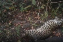 जंगल में तेंदुए का रहस्यमय शिकार, चारों पंजे गायब मिलने से मचा हड़कंप