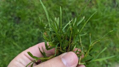 बुधवार का खास टोटका: घर के इस स्थान पर दूर्वा  रखने से मिलती है तरक्की