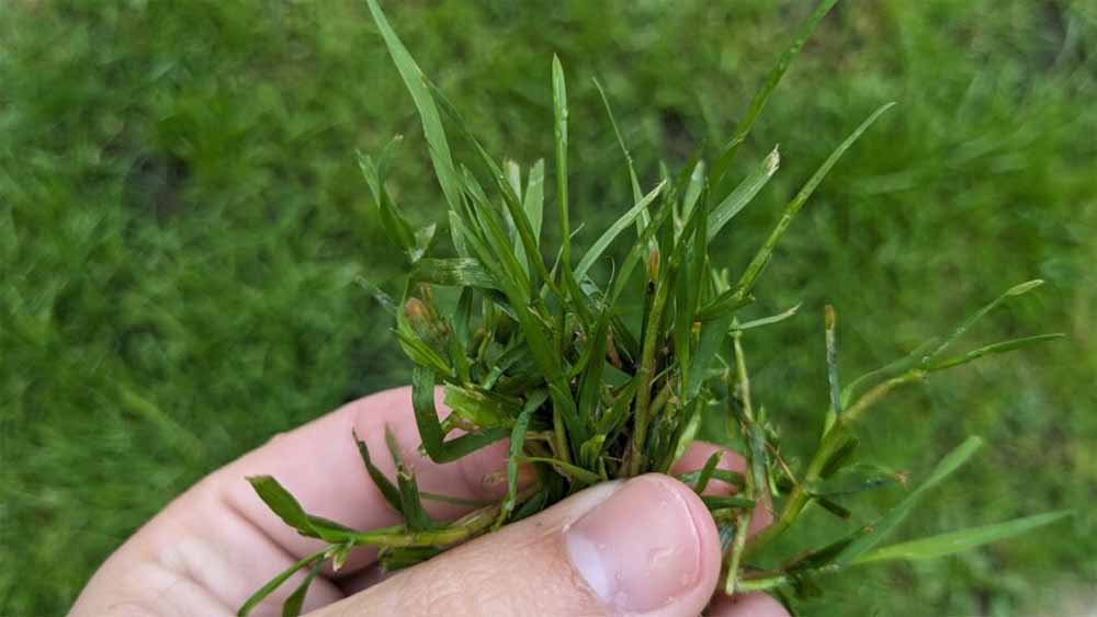 बुधवार का खास टोटका: घर के इस स्थान पर दूर्वा  रखने से मिलती है तरक्की