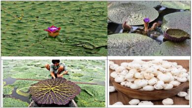 रायपुर : मुख्यमंत्री विष्णु देव साय के प्रयास से छत्तीसगढ़ मखाना बोर्ड में शामिल