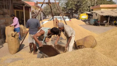 धान खरीद में नया रिकॉर्ड: 4 लाख से अधिक किसानों से खरीदा गया 25 लाख मीट्रिक टन धान