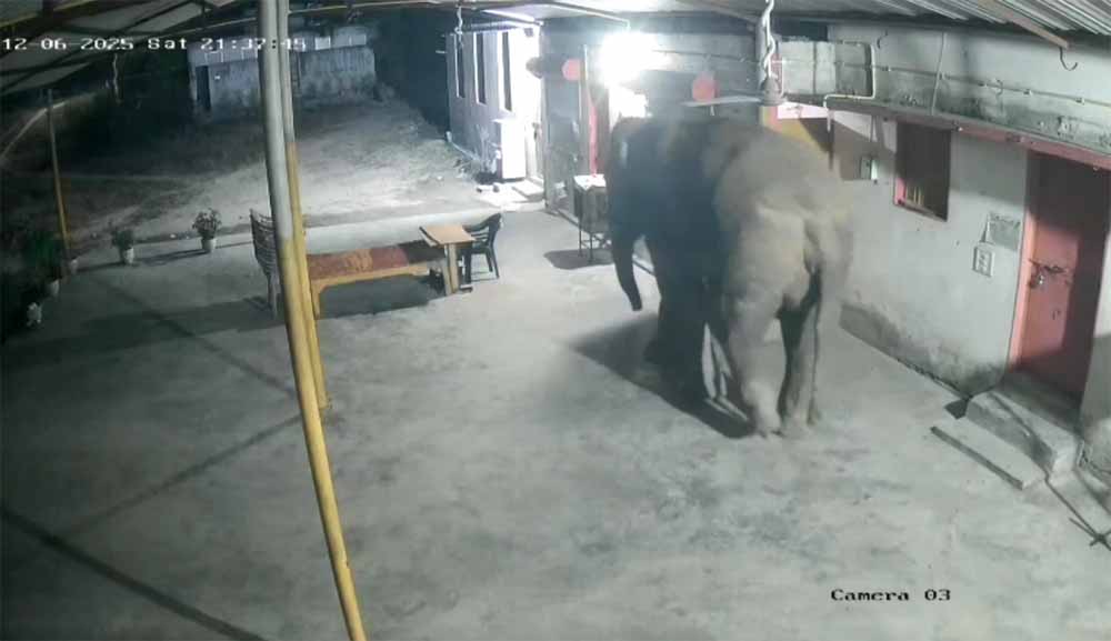 रिहायसी इलाके में हाथी का आतंक: दंतेल ने तोड़ा गेट, घर में घुसने की कोशिश रिहायसी इलाके में हाथी का आतंक: दंतेल ने तोड़ा गेट, घर में घुसने की कोशिश