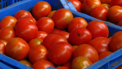 सीजन में भी टमाटर के बढ़े दाम, जानें कीमत बढ़ने की वजह