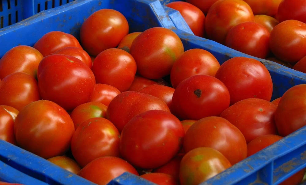 सीजन में भी टमाटर के बढ़े दाम, जानें कीमत बढ़ने की वजह